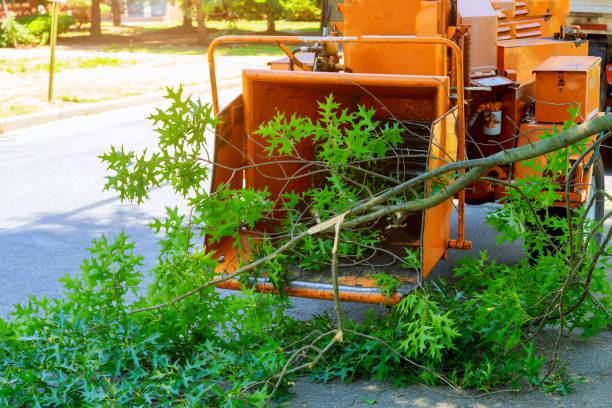 Best Root Management and Removal  in Bloomington, IL