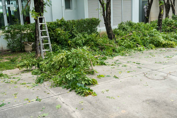 Best Hedge Trimming  in Bloomington, IL