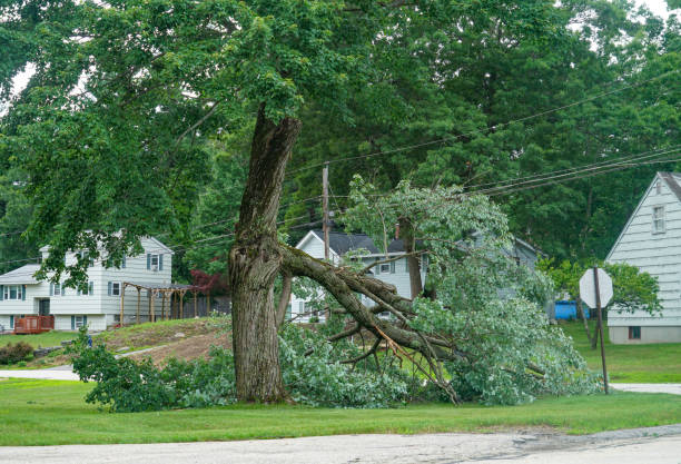 Best Tree and Shrub Care  in Bloomington, IL